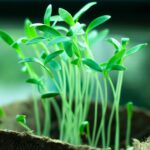 plants-2411458_1920